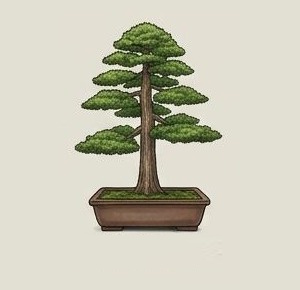 Chokkan bonsai style example