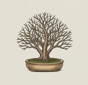 Hokidachi bonsai style example
