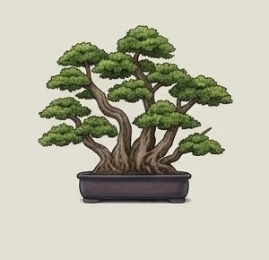 Kabudachi bonsai style example