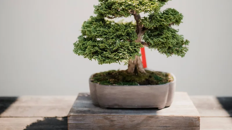 Juniper bonsai foliage close-up