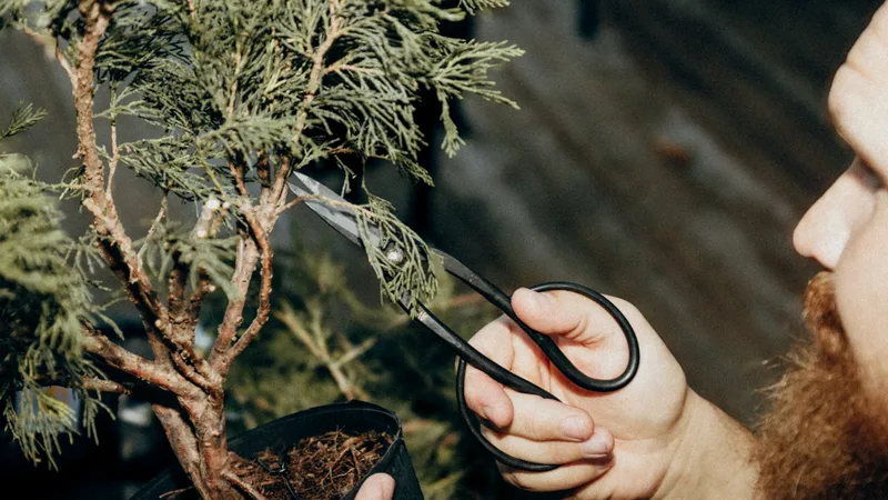 Pruning a bonsai tree with concave cutters